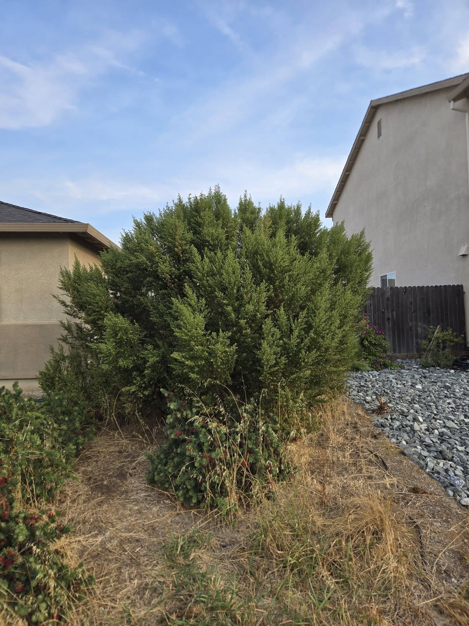 Front yard overgrowth: before