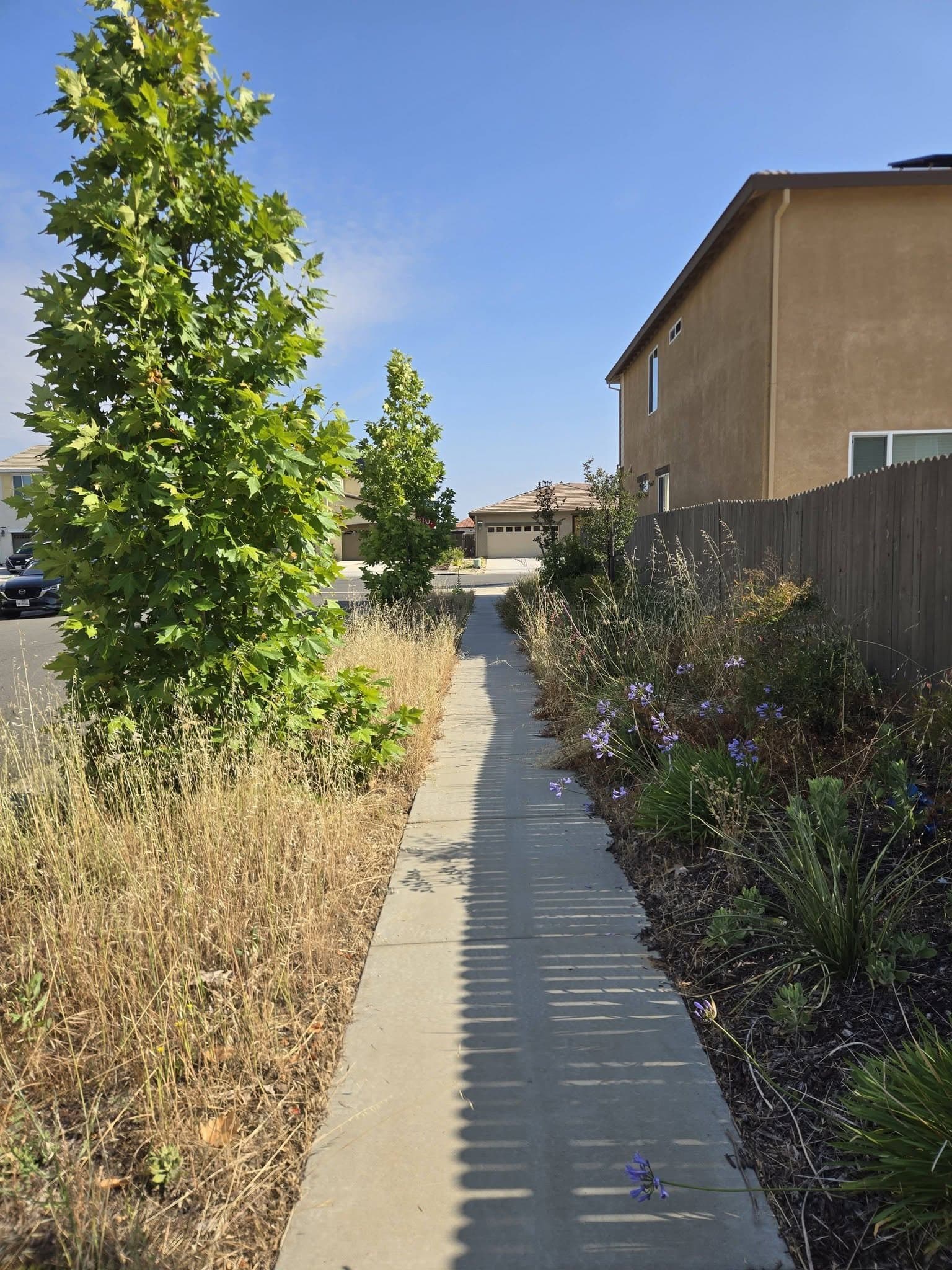 Walkway & bed clean-up: before